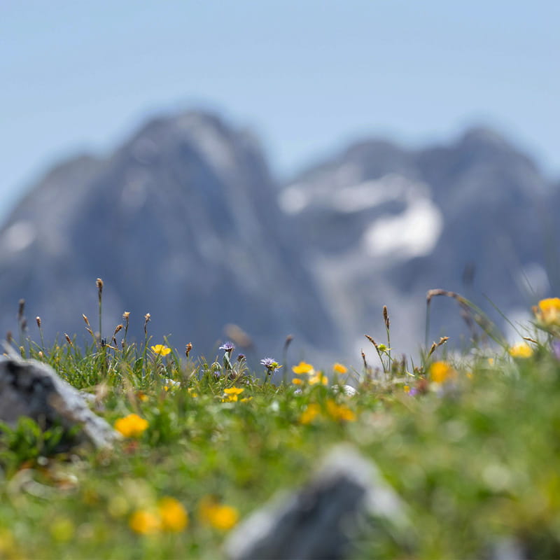 Location Spring Nature & Discovery spring flowers on a mountain meadow with peaks in the background