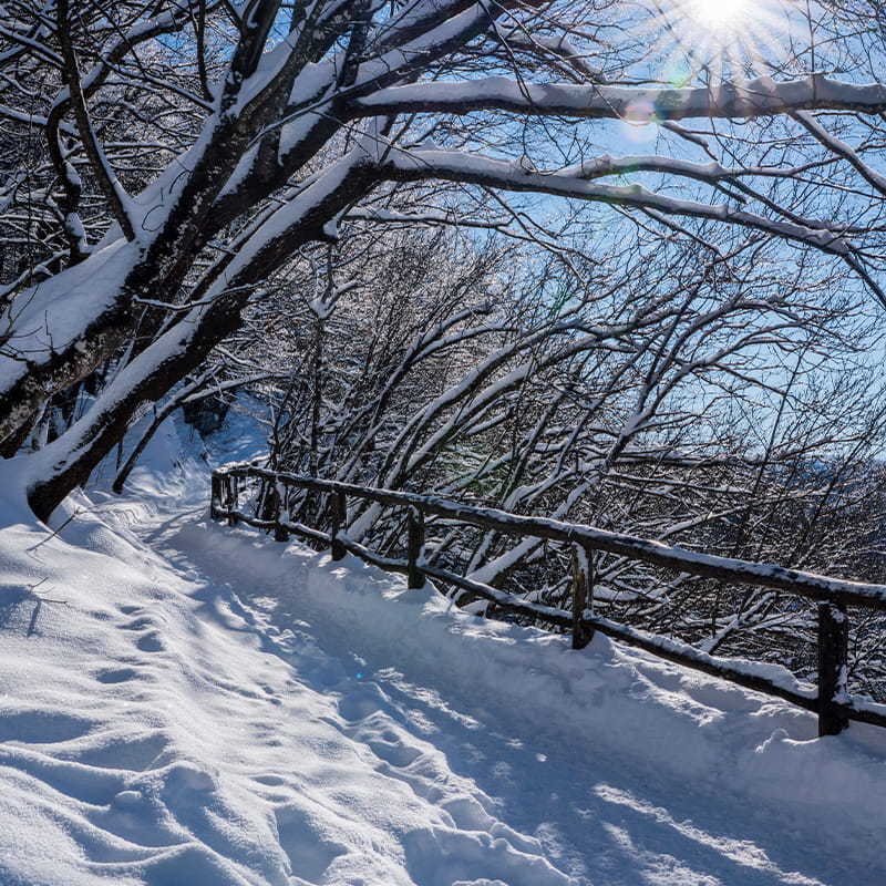 Location Winter Activities pathway through forest in Plitvice national park covered in snow on a sunny winter day