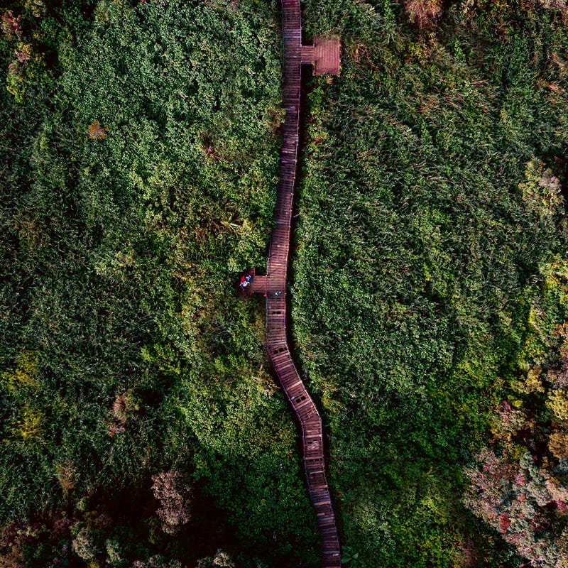 VPR minimal impact drone shot of a wooden path going through green forested area